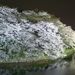 20070401_chidorigafuchi_006